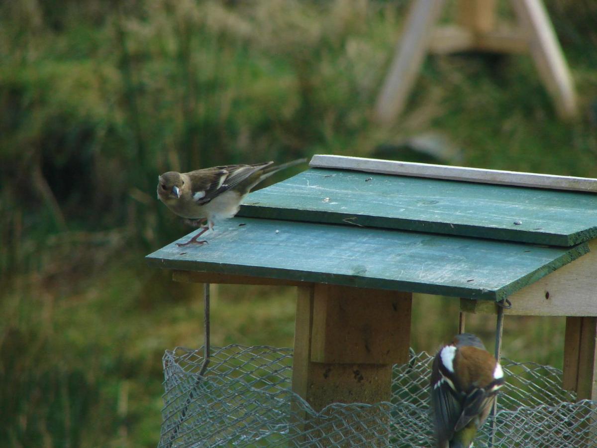 Clifden Wildflower Cottage - Clifden Countryside Lettings Esterno foto