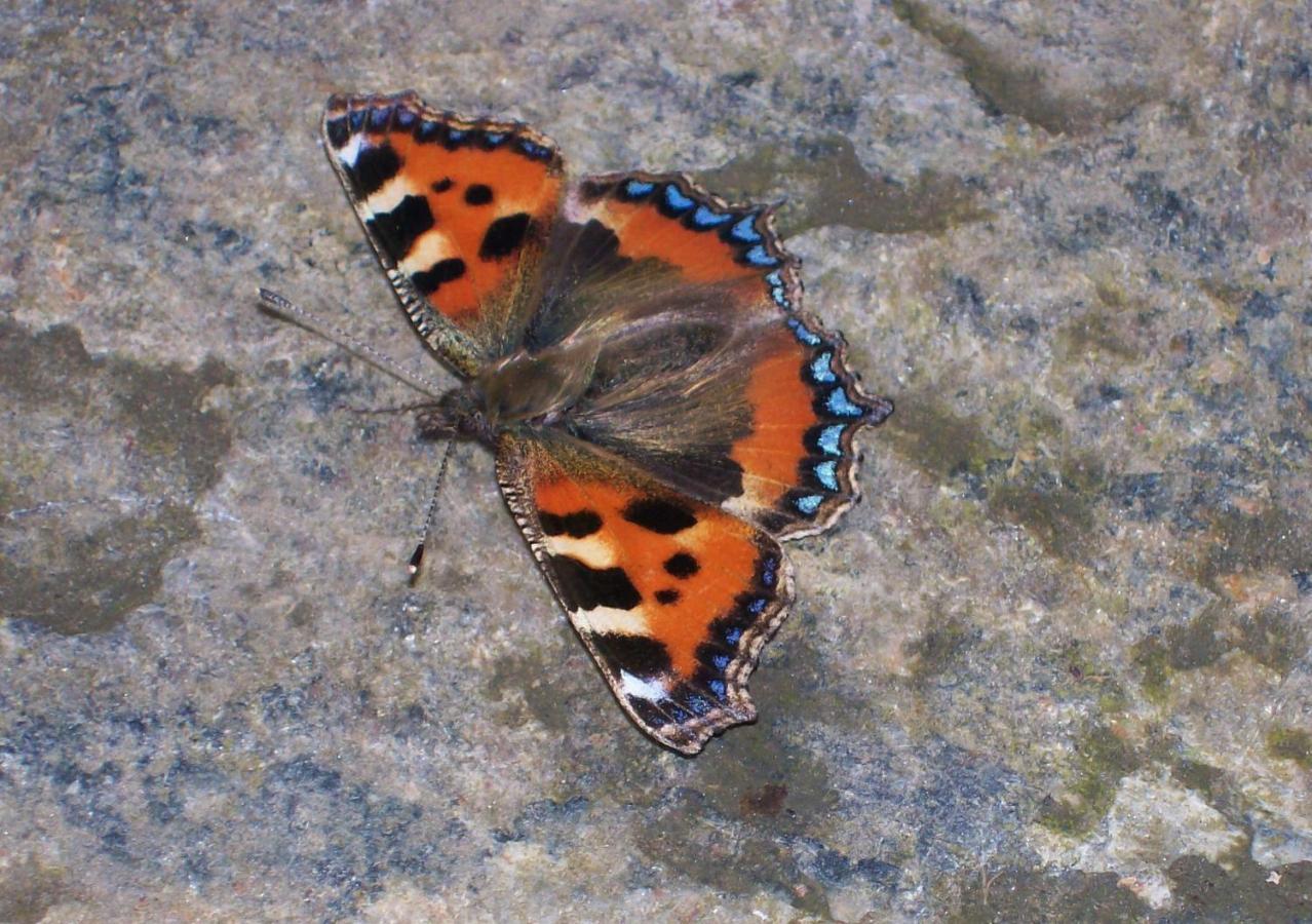 Clifden Wildflower Cottage - Clifden Countryside Lettings Esterno foto