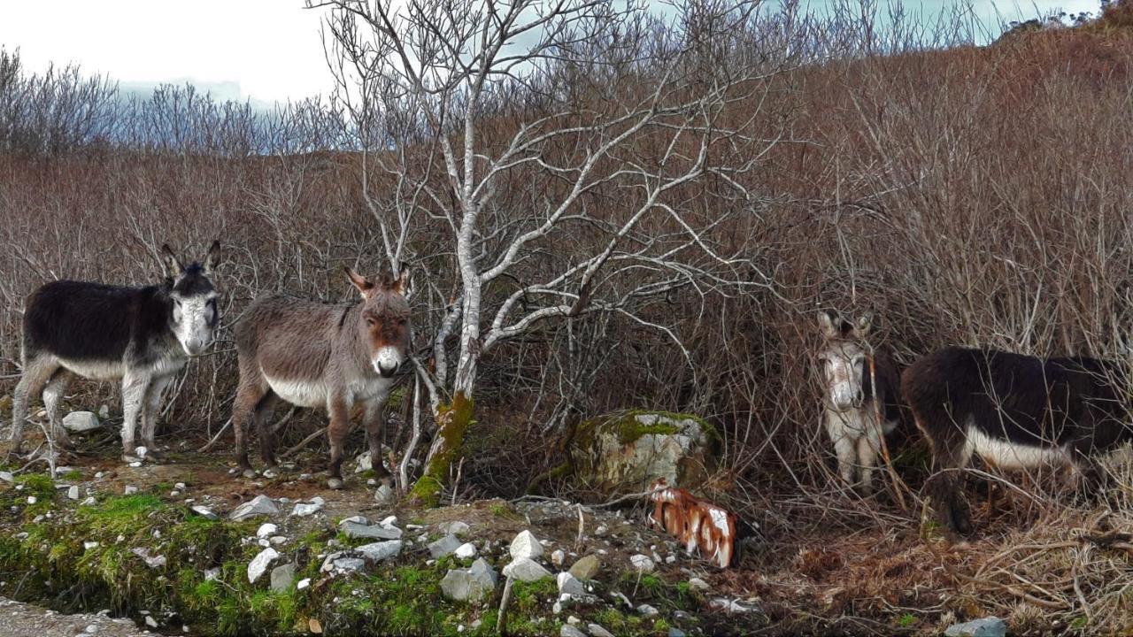 Clifden Wildflower Cottage - Clifden Countryside Lettings Esterno foto